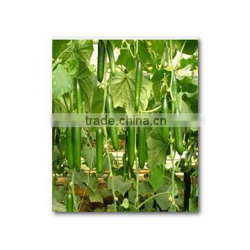 High Yield Crisp Chinese Hybrid F1 Cucumber Seeds For Cultivation