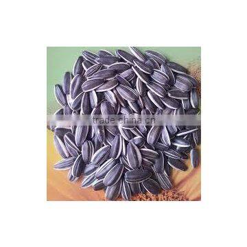 Organic Sunflower Seeds 5009 Sunflower Seeds White Sunflower Seeds photo-5