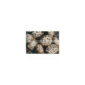 Dried Shiitake mushroom for good sales