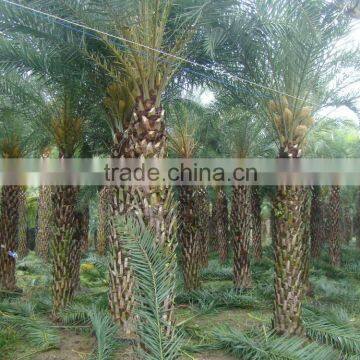 Hot Wholesale Outdoor Ornamental Decrotive Landscaping Phoenix Sylvestris Palm Trees Plants
