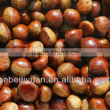 fresh chestnuts with shell