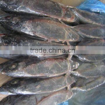 Frozen Bonito photo-2