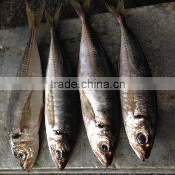 Frozen Horse Mackerel 25cm up Hot Sale photo-2
