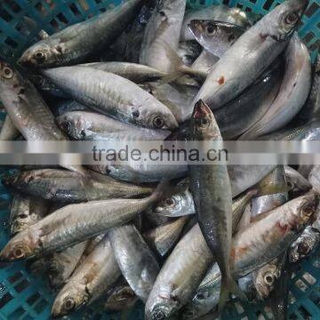 Horse Mackerel Frozen New Fish Seafood Small Eye Horse Mackerel photo-2
