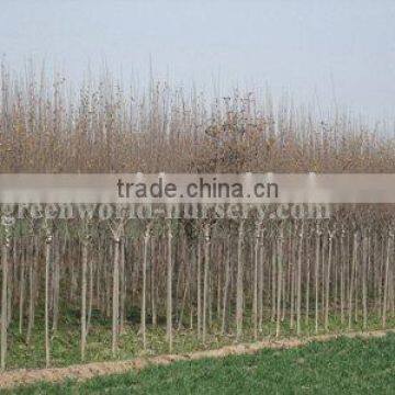 hibiscus syriacus trees