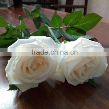 Natural Fresh Cut White Rose Flower Mother's Day Gift Processing Type Export From Yunnan photo-4