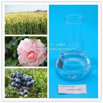 Factory Supply Pant Growth Regulator Ethephon 480g/l Ripening for Fruits and Vegetables photo-3
