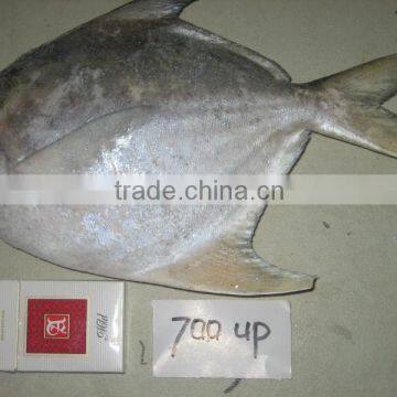 W/R Frozen White Pomfret