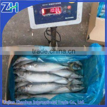 importer of pacific mackerel fish frozen cheap supplier