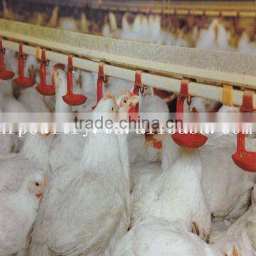 Laying hen egg poultry chicken house equipments egg collecting system