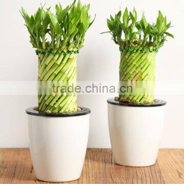 Raw Bamboo Lucky Bamboo
