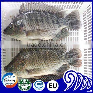 Tilapia Price