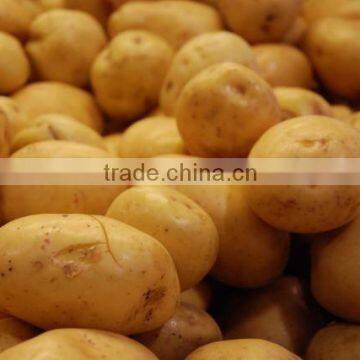 Fresh Potatoes