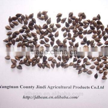 High Quality Buckwheat