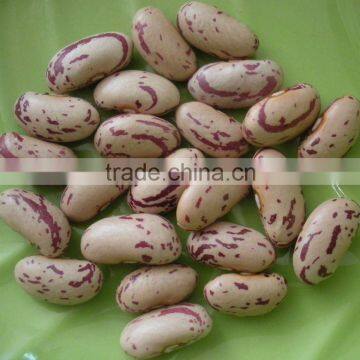 Light Speckled Kidney Beans