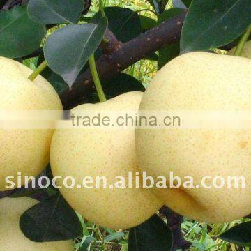 Super Quality Fresh Crown Pear