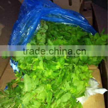 Egyptian Fresh Mint