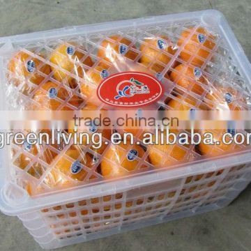 fresh navel orange so cheap price