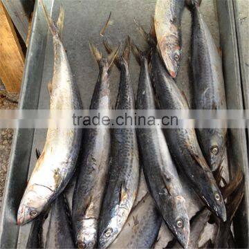 Small frozen Spanish mackerel for sale