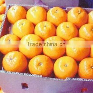 Fresh Mandarin ( Calamantine ) From Egypt
