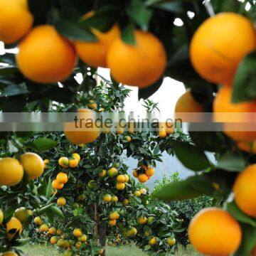 100% Natural Citrus Hesperidin photo-5