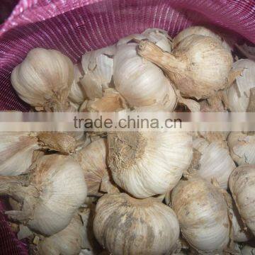 Grade A 2015 new crop nuisanceless dried pure white garlic