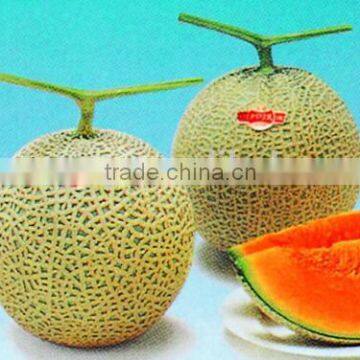 Strong Growth Anti Wilt Disease Melon Seeds Hybrid Melon Seeds Yellow Moon photo-3