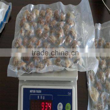 Frozen Vacuum Packed Cooked Short Necked Clam photo-6