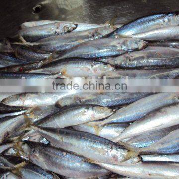 Frozen Round Scad photo-3