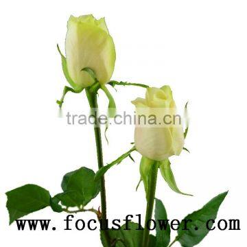 Wholesale love fresh cut flowers fresh cut roses vendela rose for wedding decoration from yunnan aibaba com