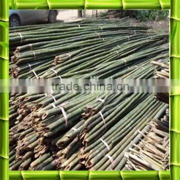 High quality green bamboo plant stakes bamboo poles