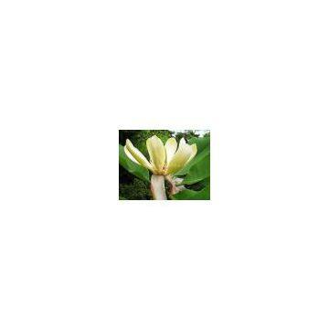 magnolol&honokiol/ Magnolia Bark Extract