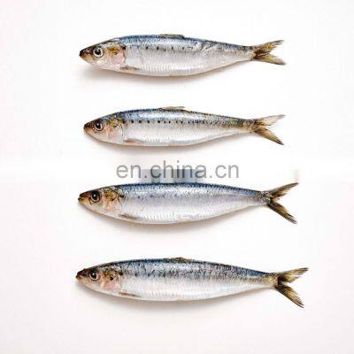 BQF sardine frozen sardine bait frozen sardine for bait