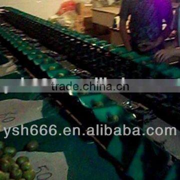 Fruit Sorting Machine for Pineapple, mango, grapefruit, dragon fruit
