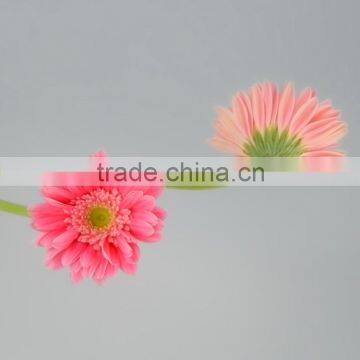 Fresh color Honey pink gerbera plants