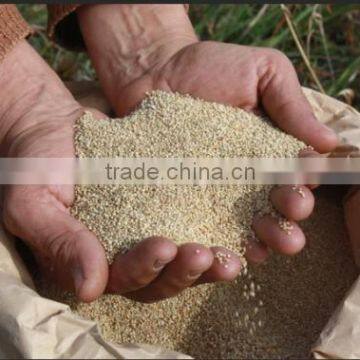Quinoa