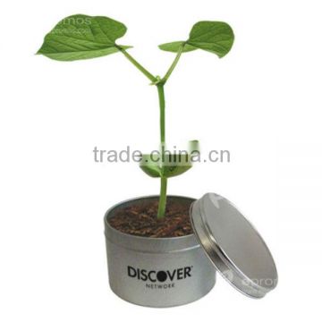 Message bean, Decorative plants