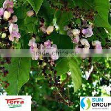 Karanja Seed Kernel photo-3