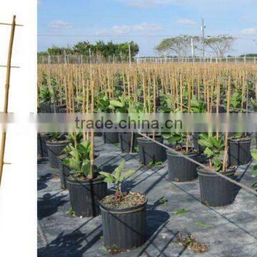 Bamboo Trellis - Bamboo Ladder trellis