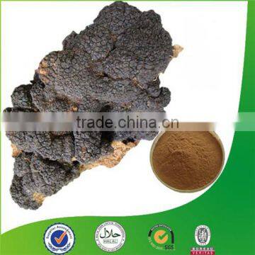 Natural OPC 95% Low Price Pine Bark Extract photo-3