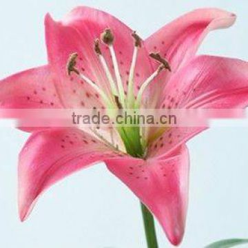 PU Artificial Flower-Lily