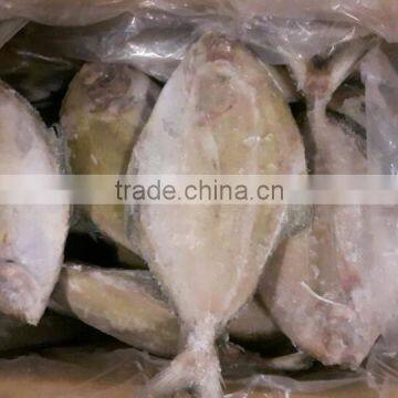 Frozen black pomfret whole round