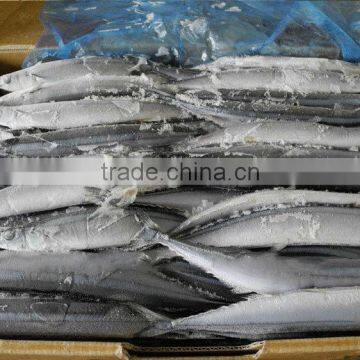 fish mackerel pacific saury frozen bait wholesale