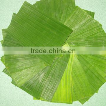 VIET NAM FRESH BANANA LEAVES