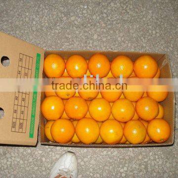 navel orange