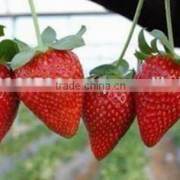 Strawberry Type fresh (Fortuna, Featival, Sweet charile, Florida)