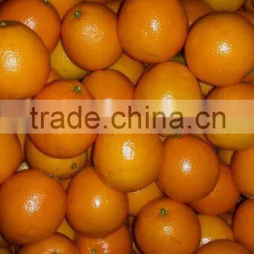 Fresh Navel Orange