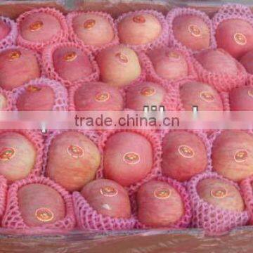 shandong fresh red fuji apple for sale