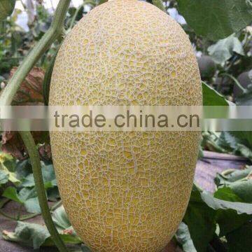 Grand recommend high diseases resistance Hybrid muskmelon seeds For planting-Classical