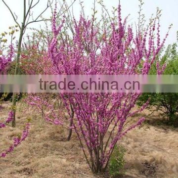 High Quality Judas Redbud Bauhinia Flower Tree Seeds For Growing